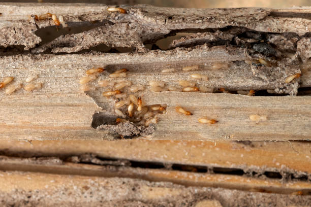Best Cockroach Control Services  in Yuma, CO