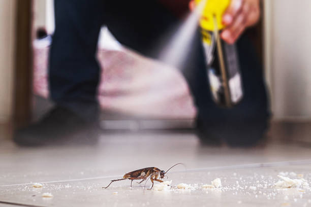 Wasp Removal Services in Yuma, CO